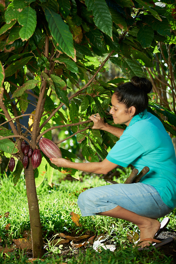 woman farmer hold red cacao pod on tree